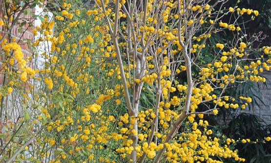 Buisson aux fleurs jaunes